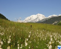 /album/praz-sur-arly-en-images/fond-ecran-ete-3-jpg/